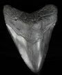 Bargain, Fossil Megalodon Tooth - Georgia #60900-1